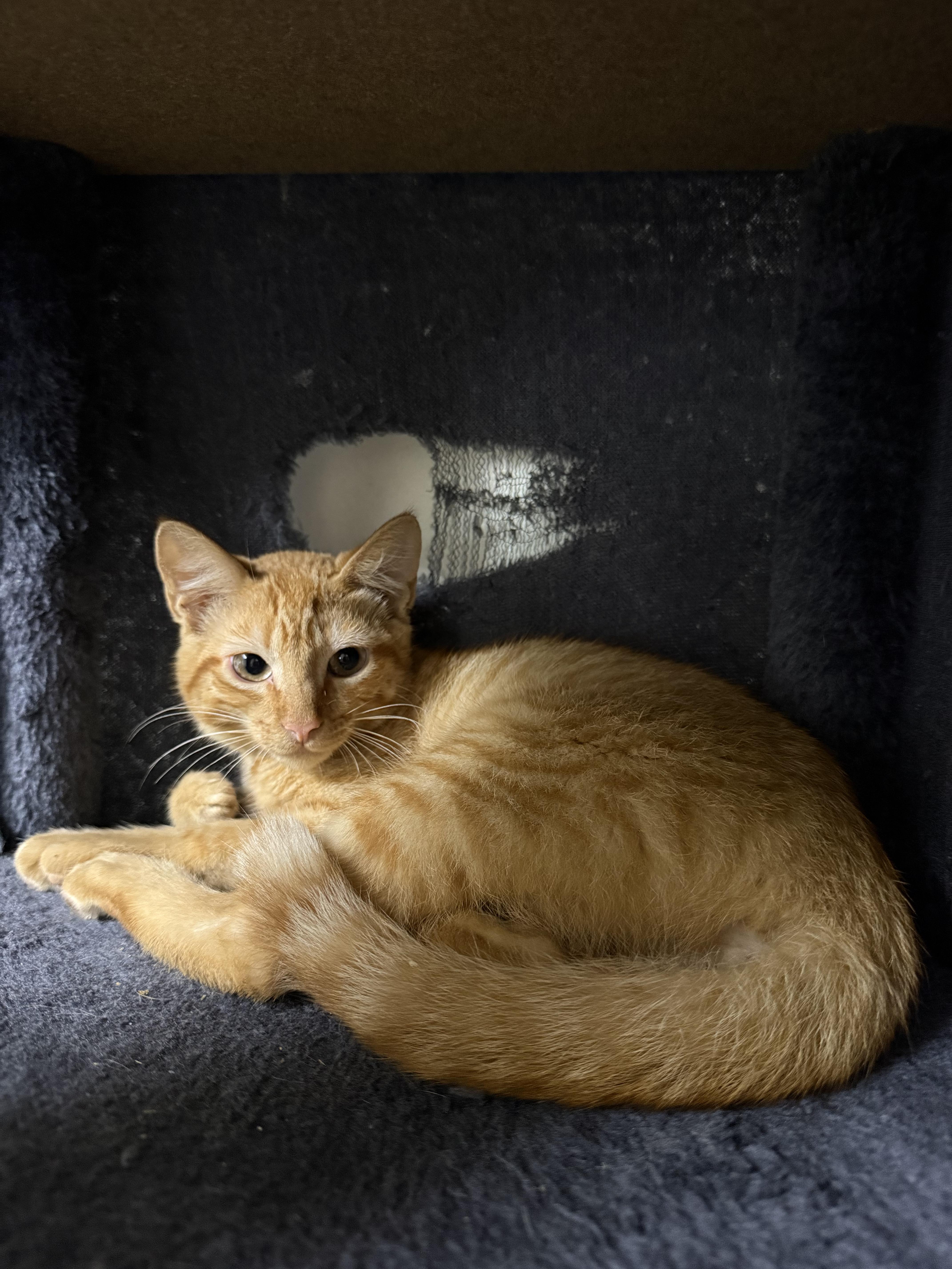 A baby small-sized male Tabby (Orange / Red) Domestic Short Hair cat named Pumpkin for adoption in Hendersonville, TN