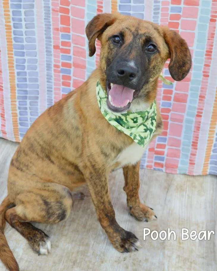 Pooh Bear thumbnail 2