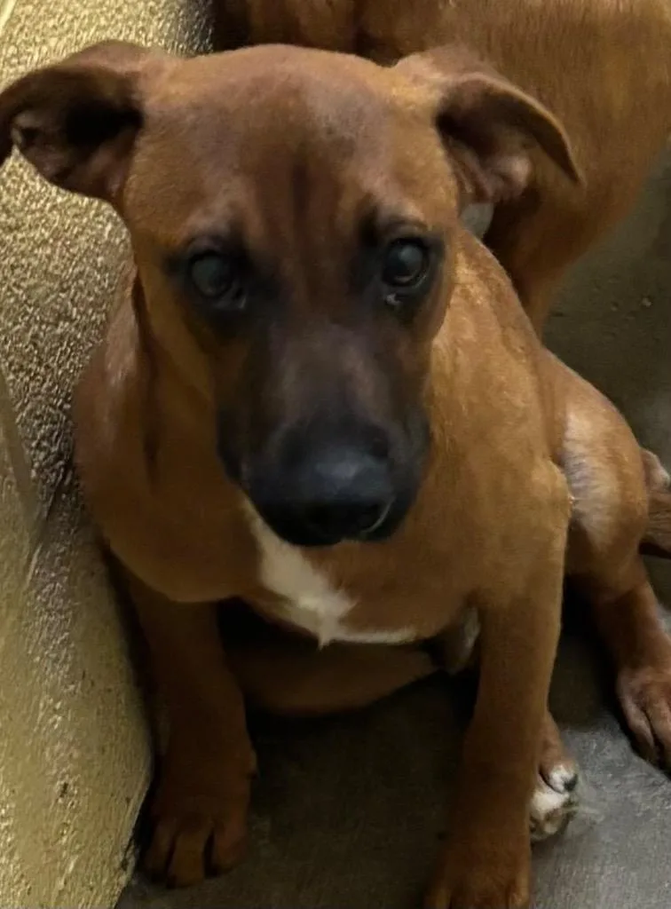 A baby small-sized male Black Mouth Cur dog named Basil for adoption in Elizabethton, TN