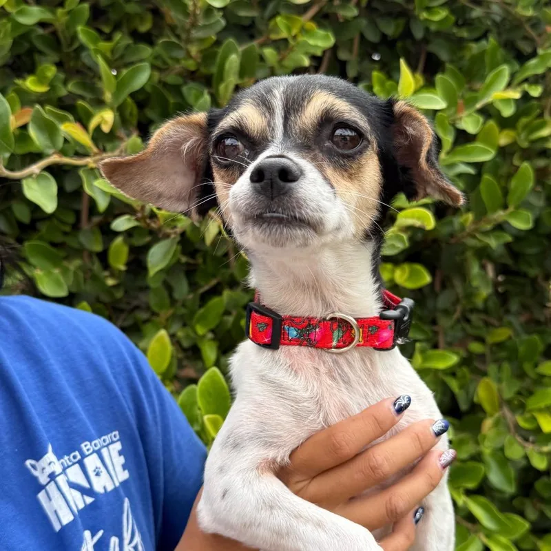 An adult small-sized female White / Cream Chihuahua dog named Baby Bell for adoption in Santa Barbara, CA