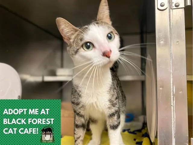 A young small-sized female Domestic Short Hair cat named Wednesday for adoption in Fort Wayne, IN