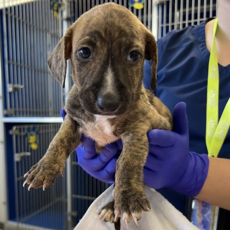 A baby small-sized male Brindle Mixed Breed dog named Spiderman for adoption in Las Cruces, NM