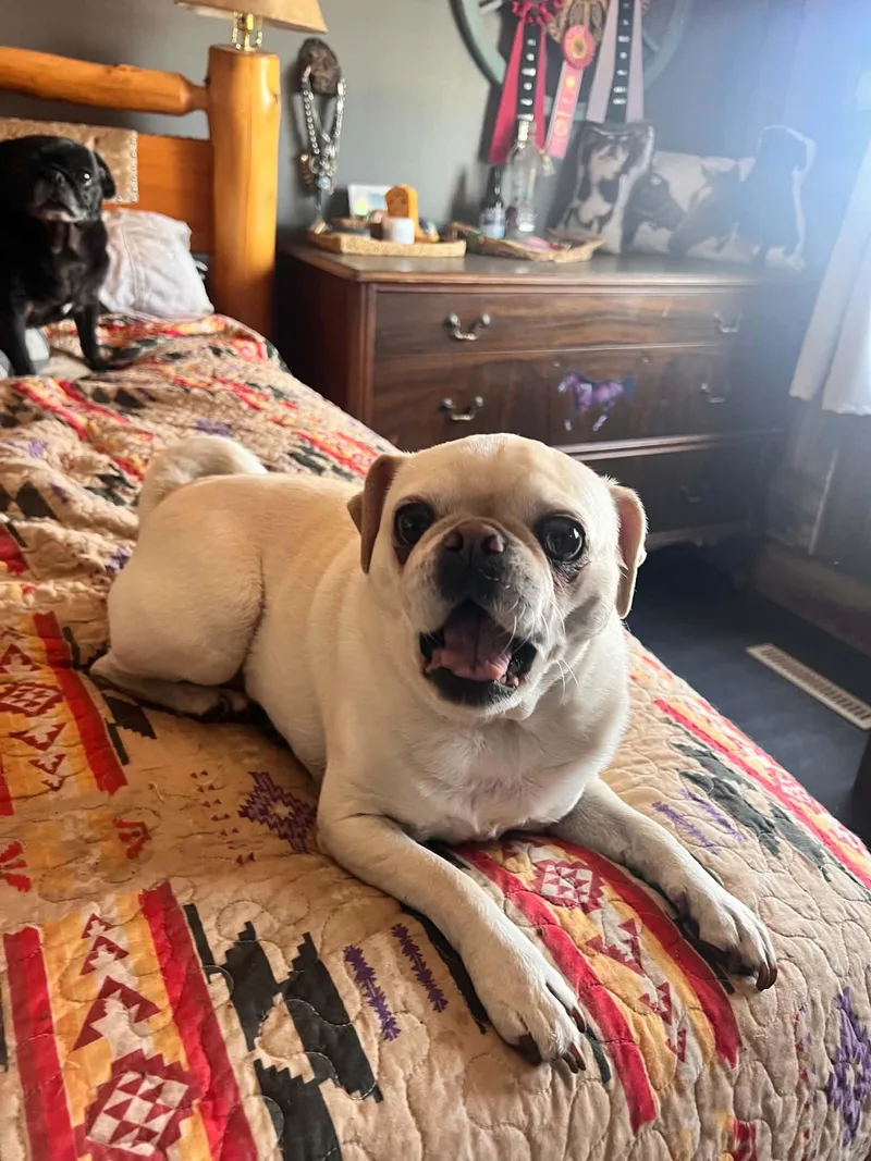An adult small-sized female White / Cream Pug dog named Ilia for adoption in Lincoln, NE