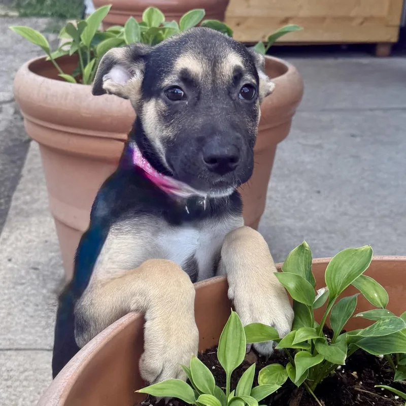 A baby small-sized female Black Mixed Breed dog named Salty PR for adoption in Union, MO