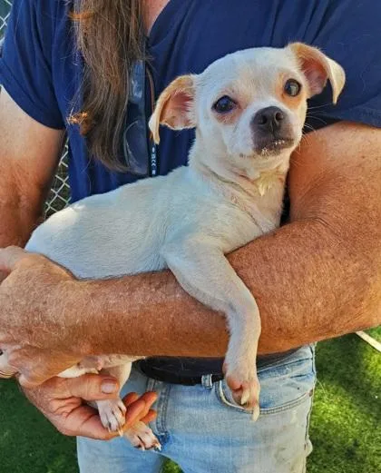 A young small-sized female Chihuahua dog named Alien for adoption in Fernandina Beach, FL