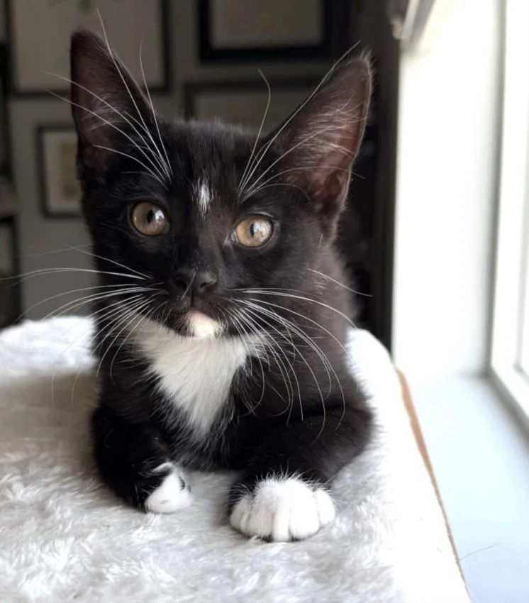 A baby small-sized female Domestic Short Hair cat named Chunky Monkey for adoption in Burbank, CA
