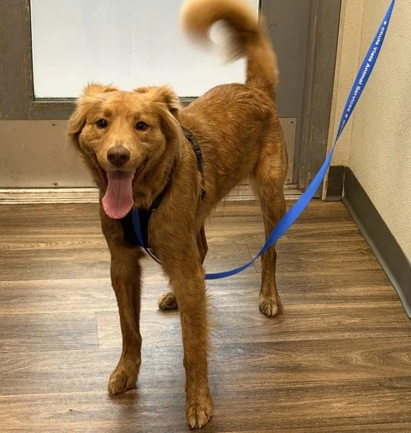 A young medium-sized male Shepherd dog named Barkley for adoption in San Diego, CA