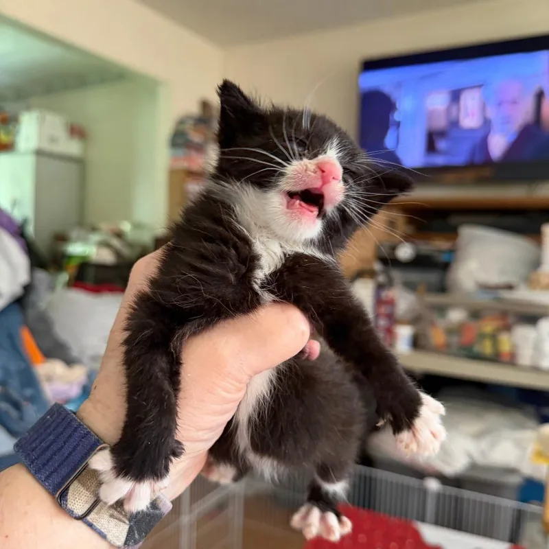 A baby small-sized male Black Domestic Short Hair cat named Christopher Robin Willingham for adoption in Woodstock, VA