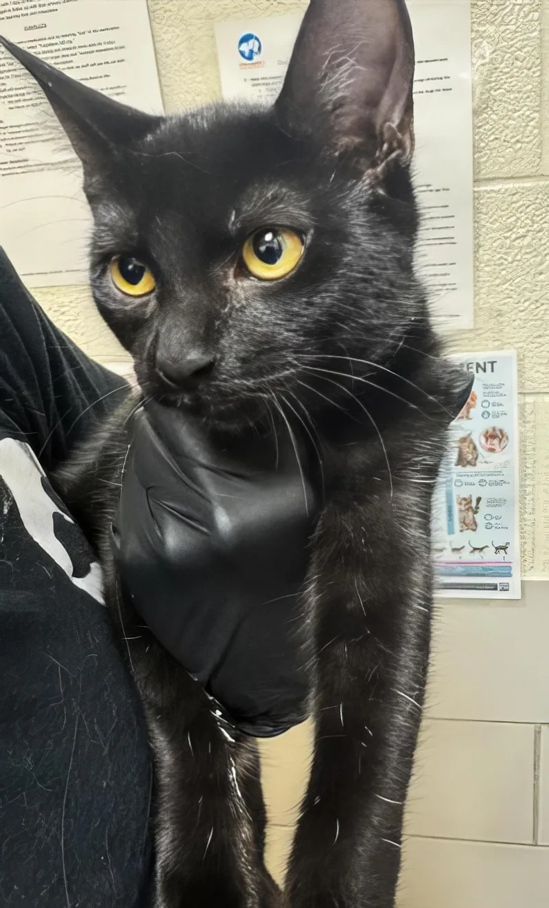 An adult medium-sized female Domestic Short Hair cat named Raven for adoption in Nashville, TN