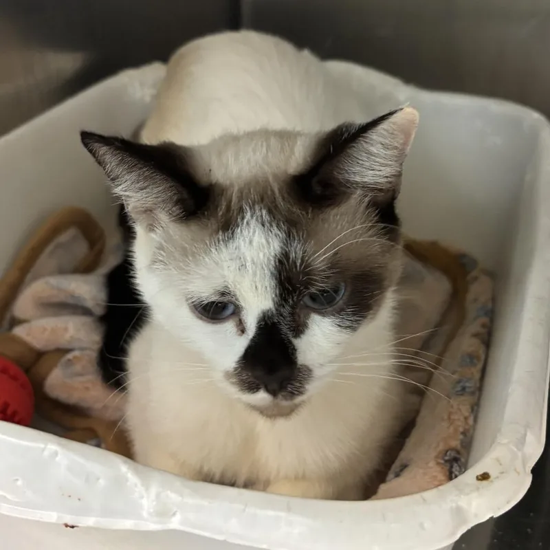 A young small-sized female Domestic Short Hair cat named Blanche for adoption in Tacoma, WA