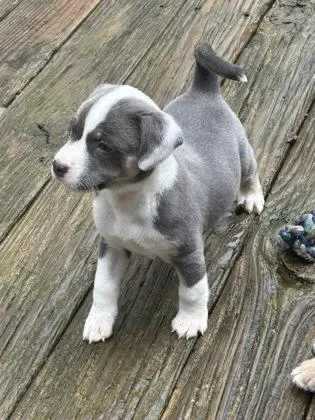 A baby medium-sized male Mixed Breed dog named Wilson for adoption in Cumming, GA