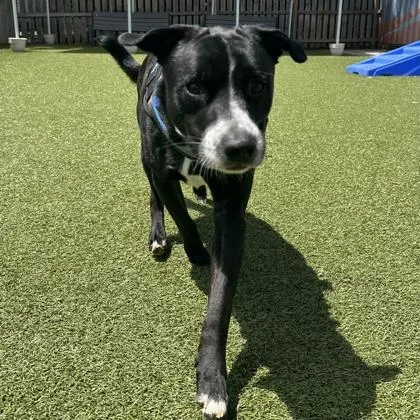 A young medium-sized male Black Mixed Breed dog named Charly for adoption in Hilliard, OH