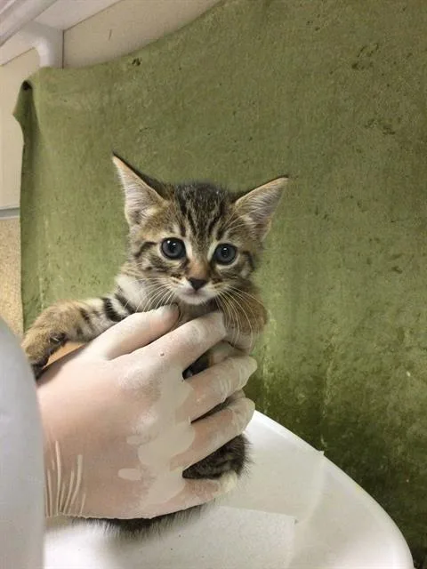 A baby small-sized female Domestic Short Hair cat named Face for adoption in Riverside, CA
