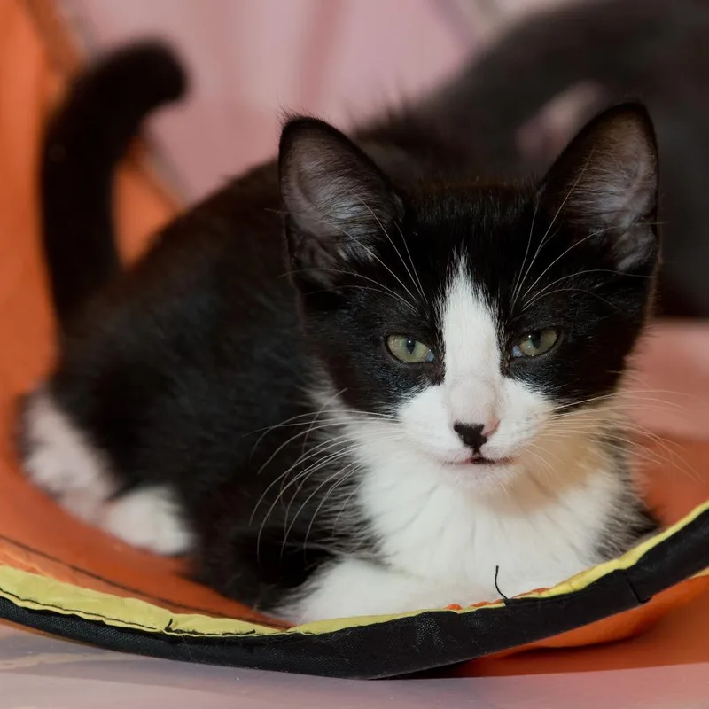 A baby small-sized female Black Domestic Short Hair cat named Dottie for adoption in Forest Park, IL