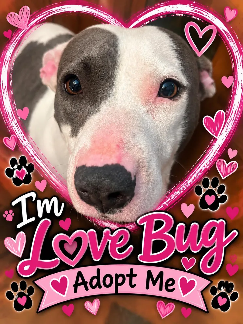 Love Bug thumbnail 3