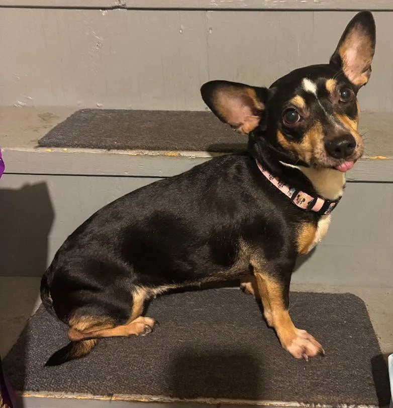 An adult small-sized female Tricolor (Brown, Black, & White) Chihuahua dog named Angel for adoption in Westbrook, ME