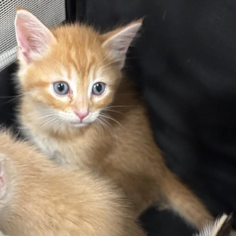 A baby medium-sized male Orange / Red Domestic Short Hair cat named Boomie for adoption in Dallas, TX