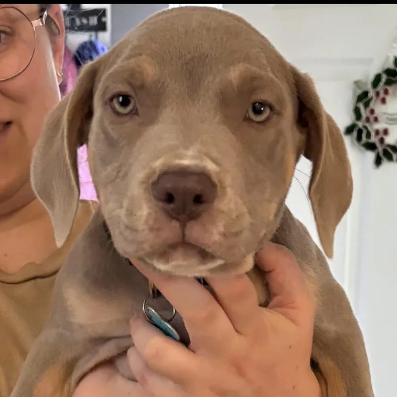 A baby small-sized male Gray / Blue / Silver Mixed Breed dog named Travis for adoption in Owosso, MI