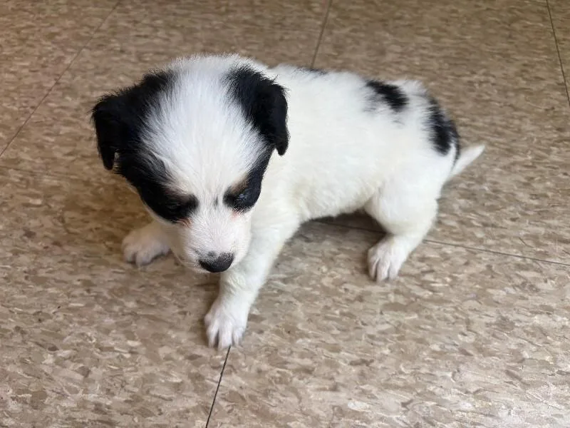 A young medium-sized female Tricolor (Brown, Black, & White) Mixed Breed dog named Sunflower for adoption in Warren, PA