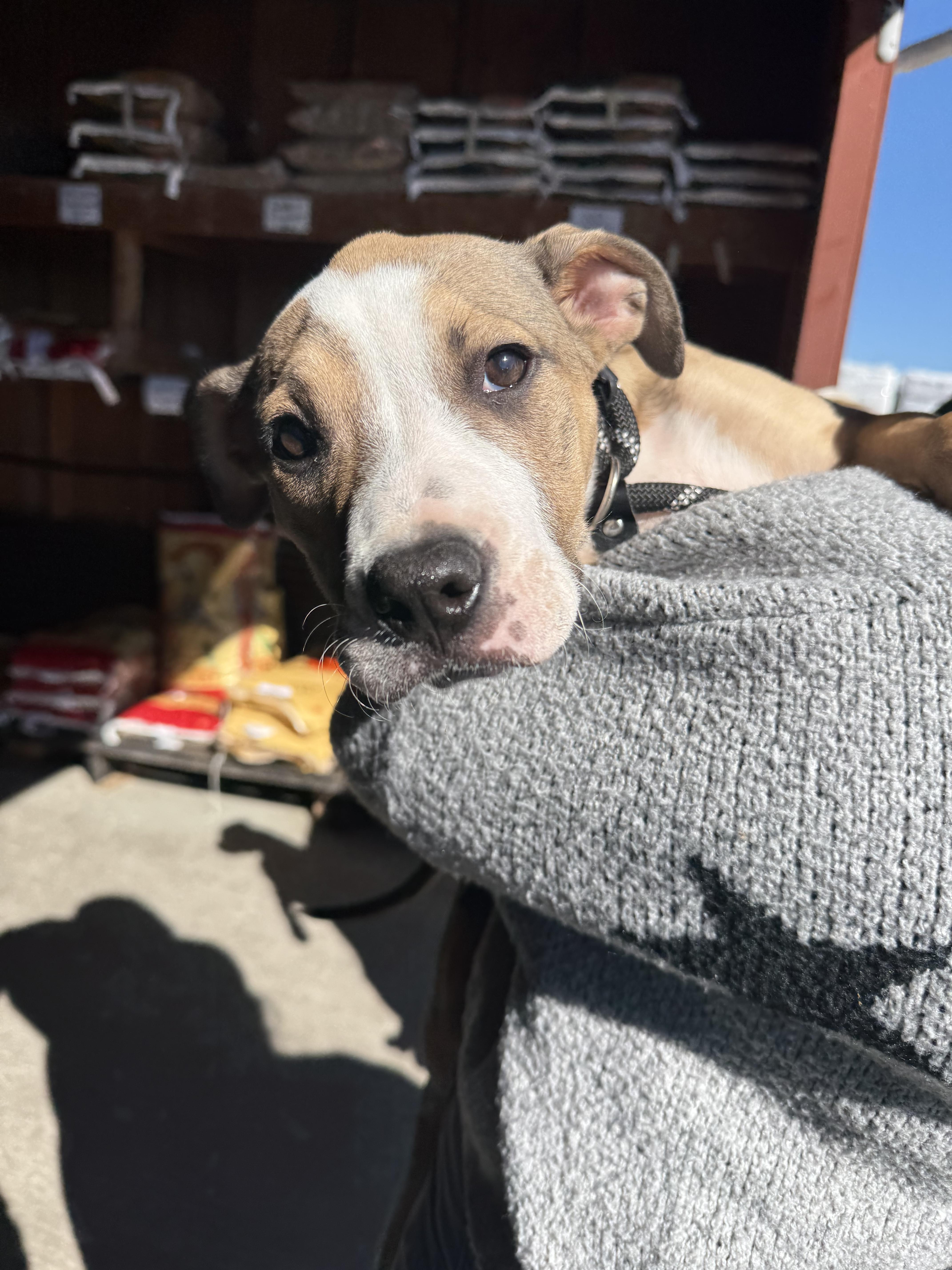 A baby medium-sized female Sable Pit Bull Terrier dog named Alice for adoption in Sacramento, CA