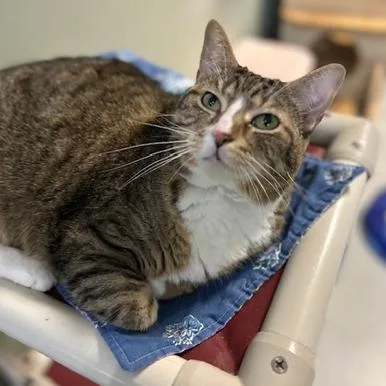 A senior extra large-sized female Brown / Chocolate American Bobtail cat named Sugar for adoption in Indianapolis, IN