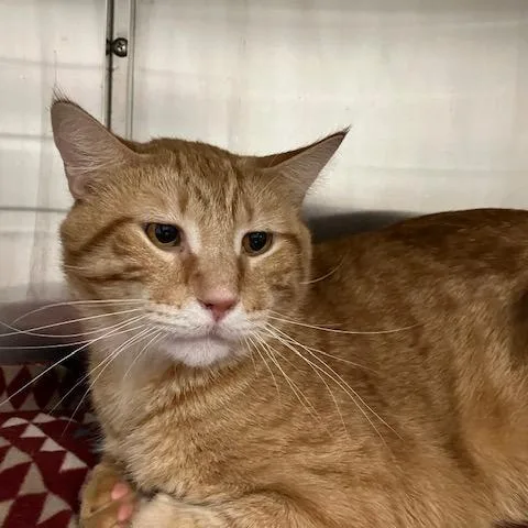 Sled Zeppelin thumbnail 2