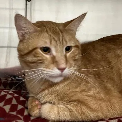 Sled Zeppelin thumbnail 3