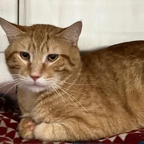 Sled Zeppelin thumbnail 4