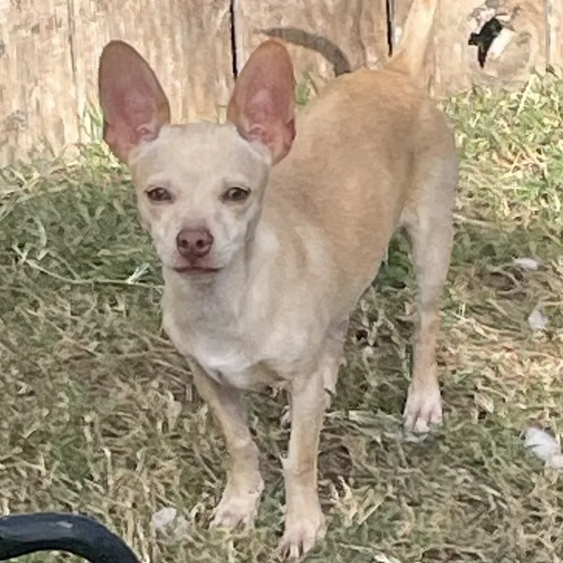 An adult small-sized male Chihuahua dog named Goliath for adoption in Mcallen, TX