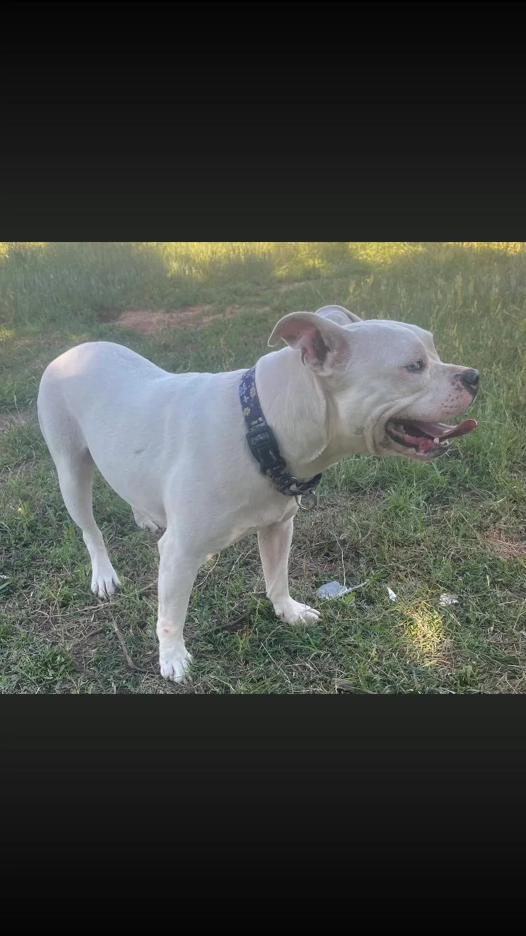 A young medium-sized female White / Cream Bulldog dog named Madison for adoption in Paradise, TX