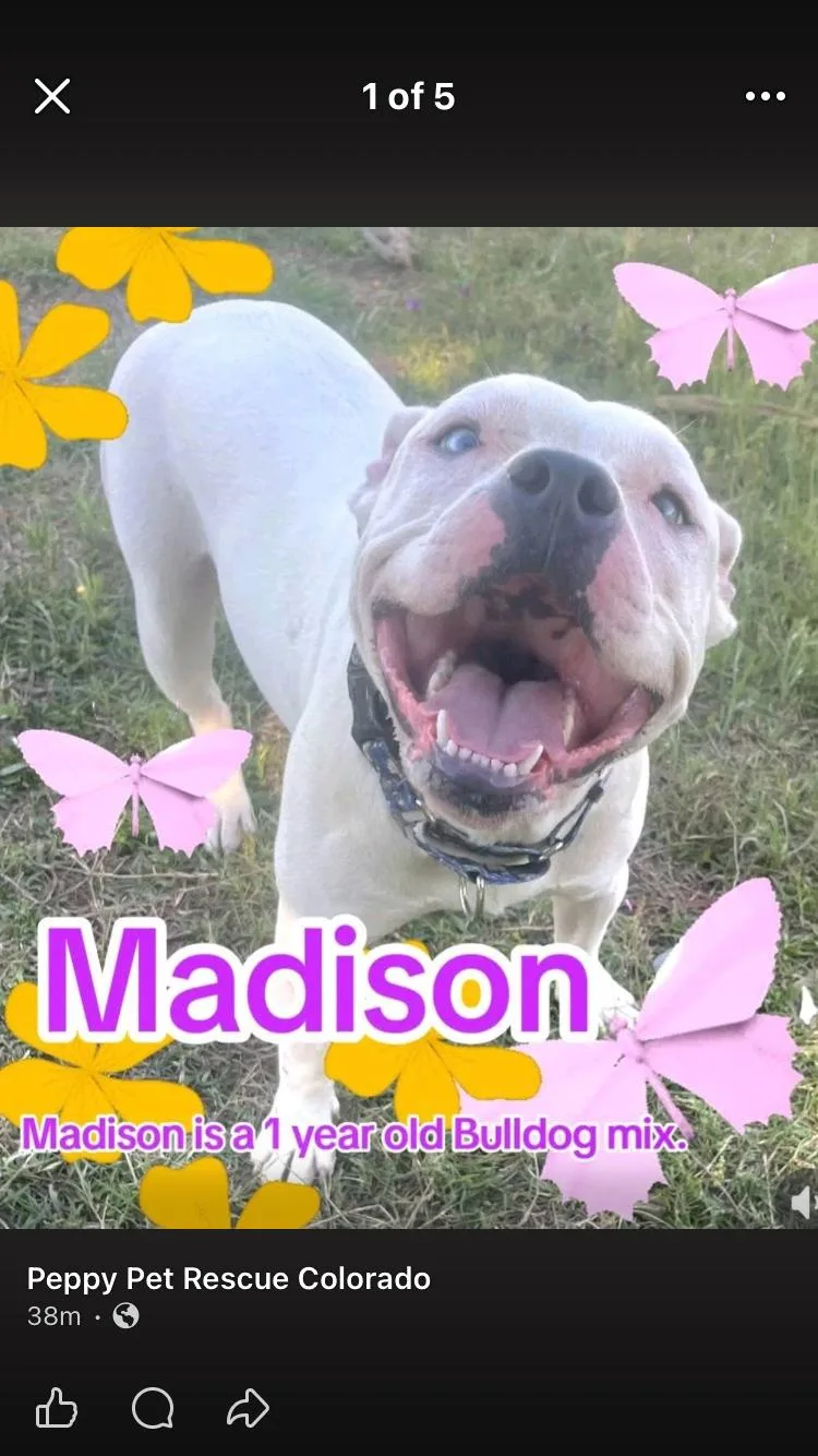 Madison thumbnail 2