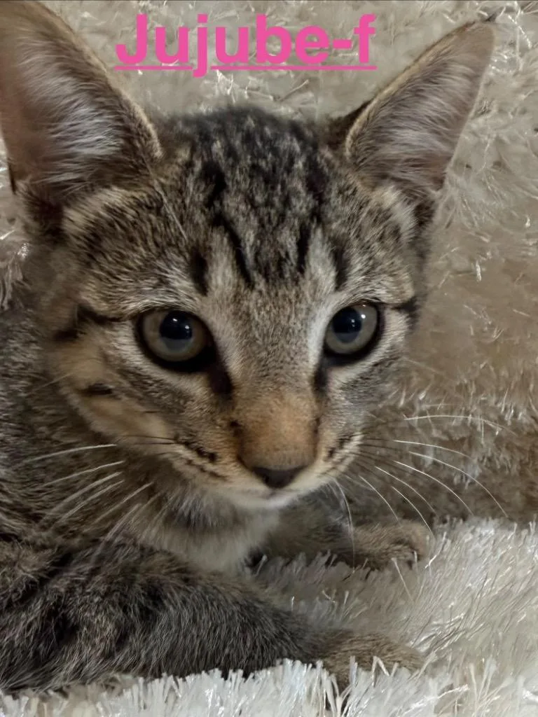 A baby small-sized female Tabby cat named Jujube for adoption in Brookhaven, MS