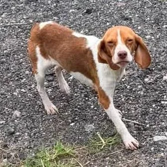 A young small-sized female White / Cream Beagle dog named Sesame for adoption in Elizabeth City, NC