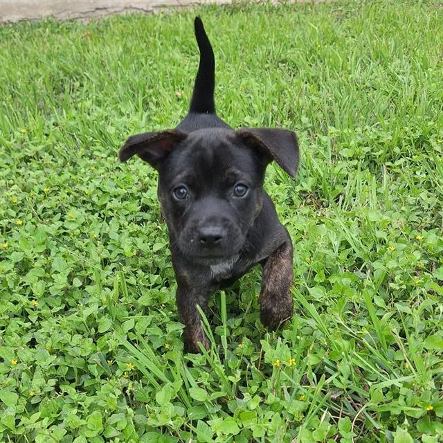 A baby small-sized female Labrador Retriever dog named Riley for adoption in San Antonio, TX