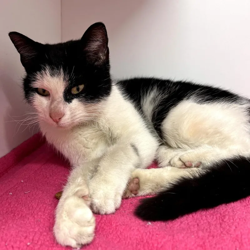 An adult medium-sized female Black Domestic Short Hair cat named Augusta for adoption in Jasper, IN