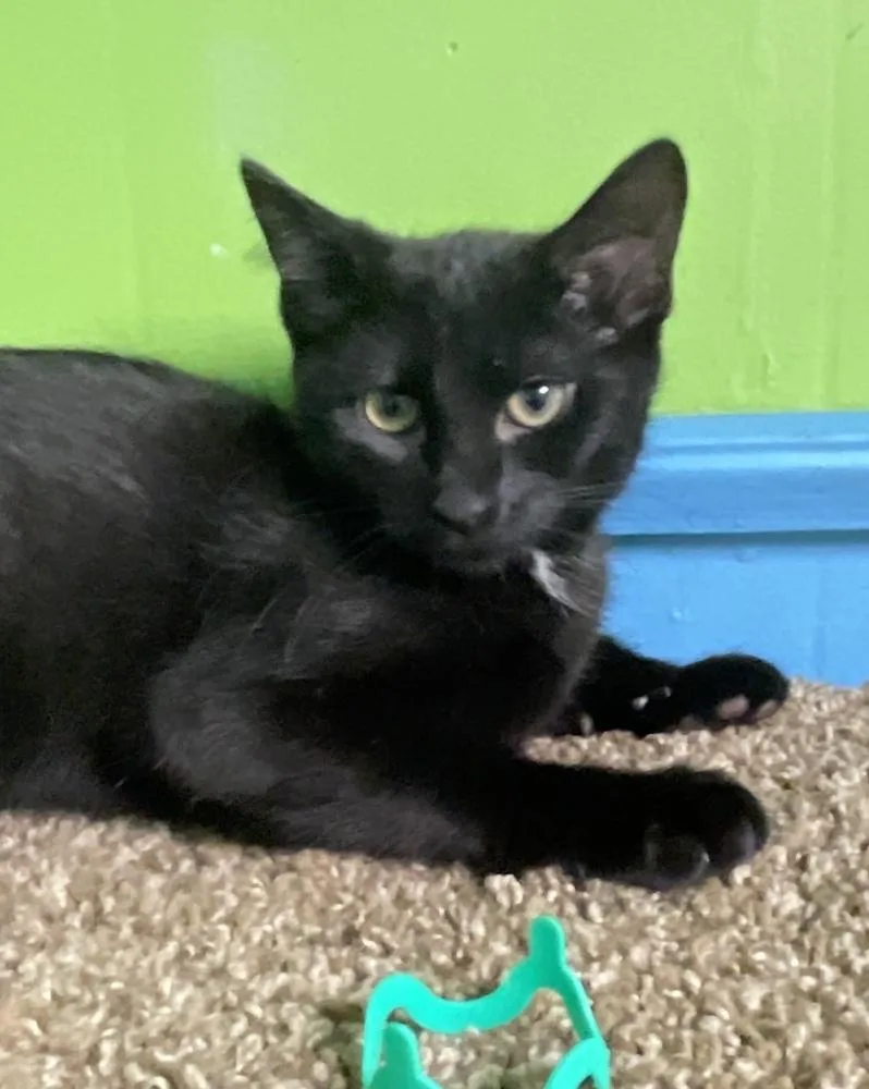 A baby small-sized male Black & White / Tuxedo Domestic Short Hair cat named Garp for adoption in Columbus, OH