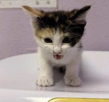 A baby small-sized female White Domestic Short Hair cat named 61052102 for adoption in El Paso, TX