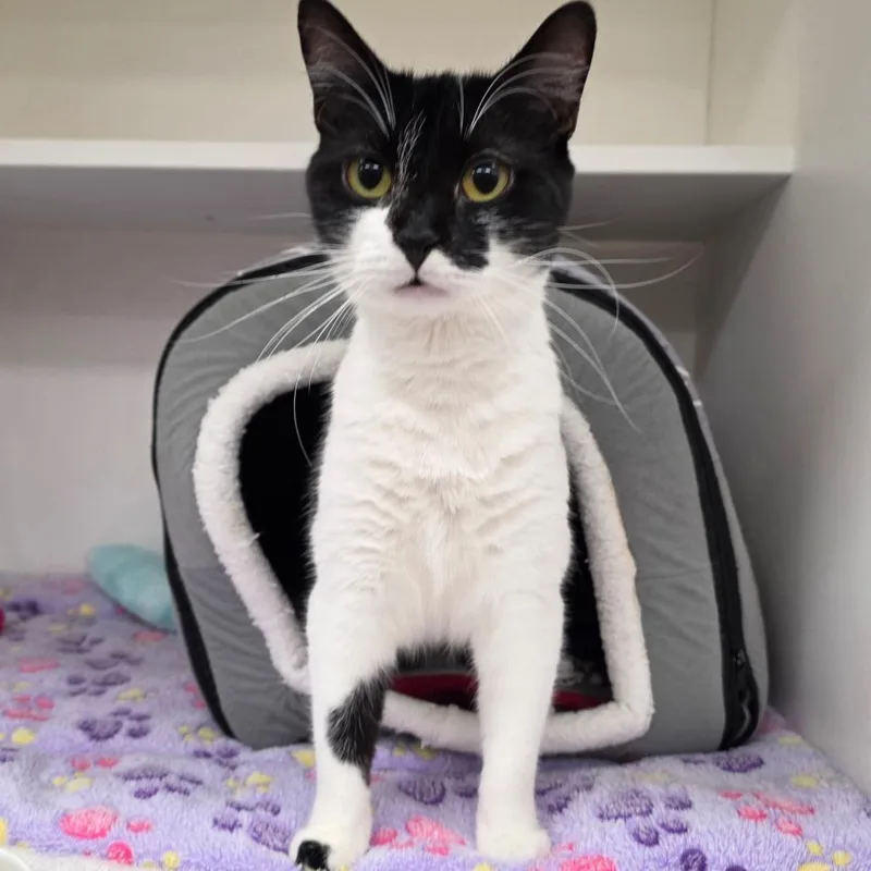 An adult medium-sized female Domestic Short Hair cat named Weezer for adoption in Cumming, GA