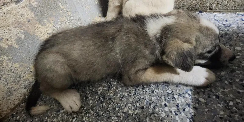 A baby medium-sized female Shepherd dog named Glisten for adoption in Athens, AL