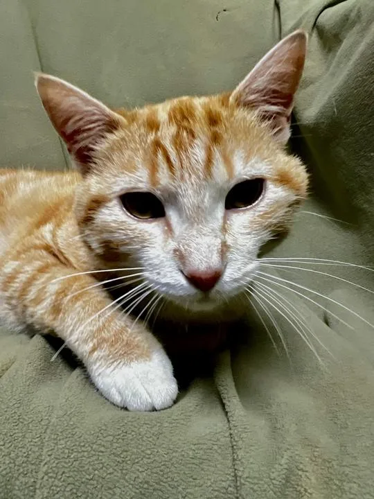 A young medium-sized male Domestic Short Hair cat named Dexter for adoption in Jackson, MI