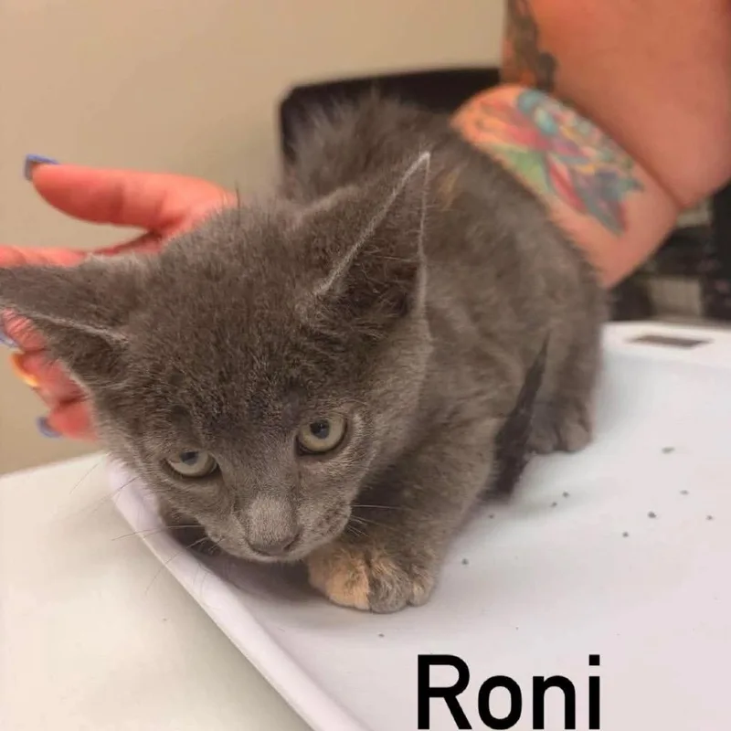 A baby small-sized female Gray / Blue / Silver Domestic Short Hair cat named Roni for adoption in Chillicothe, IL