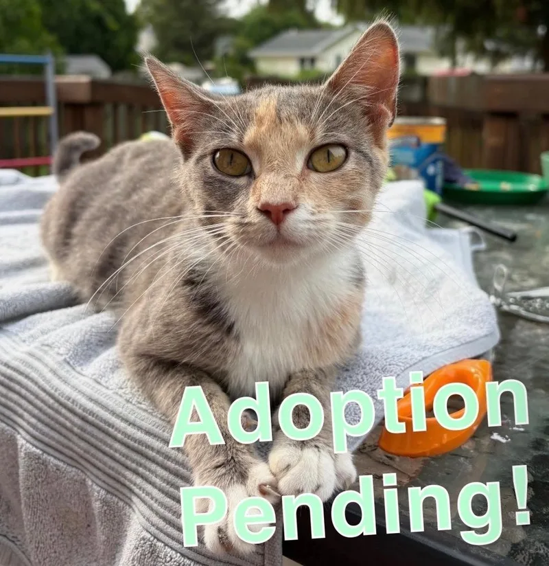 A baby small-sized female Gray & White Domestic Short Hair cat named Whiskers Ott for adoption in Poplar Grove, IL