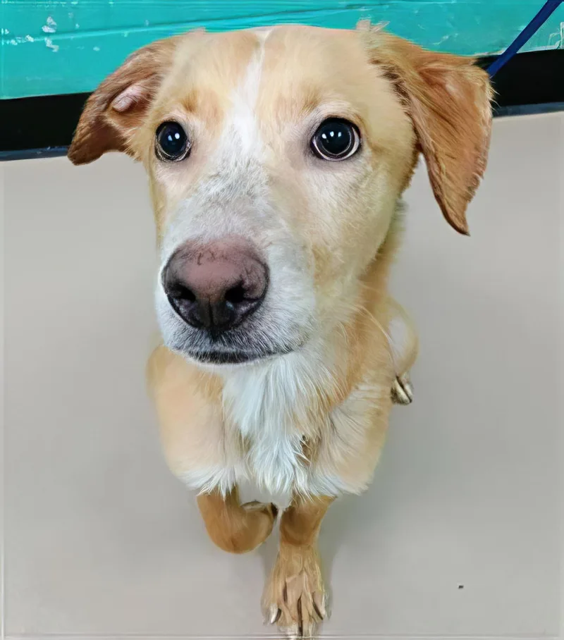 A young medium-sized female Yellow / Tan / Blond / Fawn Mixed Breed dog named Peaches for adoption in Nashville, TN