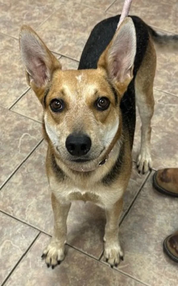 An adult medium-sized male Australian Kelpie dog named Cowboy for adoption in Littleton, CO