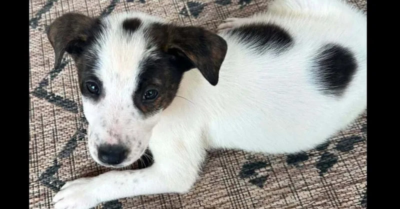 Nevada Pups: Butter