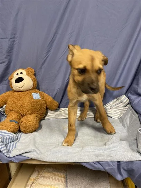 Peanut