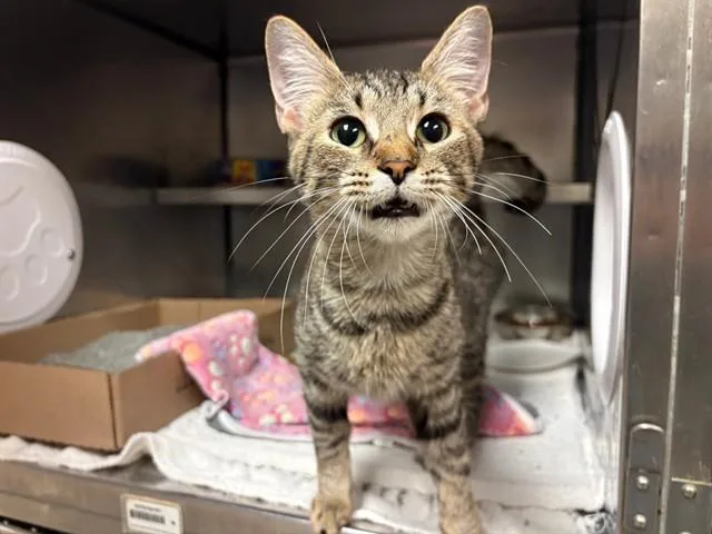 A young small-sized female Domestic Short Hair cat named Puma Thurman for adoption in Fort Wayne, IN