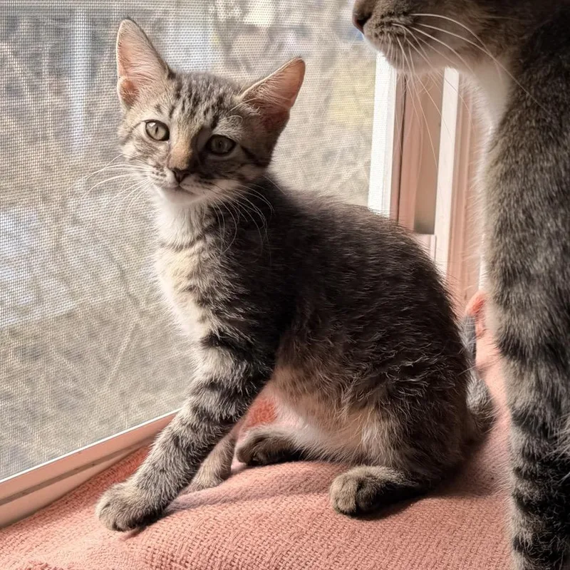 A baby medium-sized female Domestic Short Hair cat named Punchi for adoption in Honeoye, NY