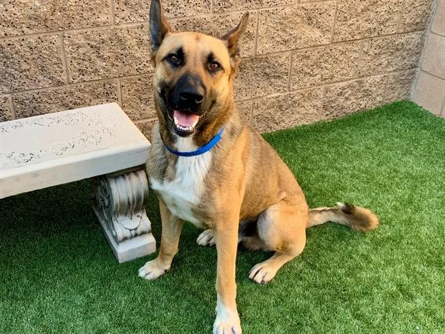 A young large-sized male Yellow / Tan / Blond / Fawn Shepherd dog named Urgent Save Me Please for adoption in San Marcos, CA
