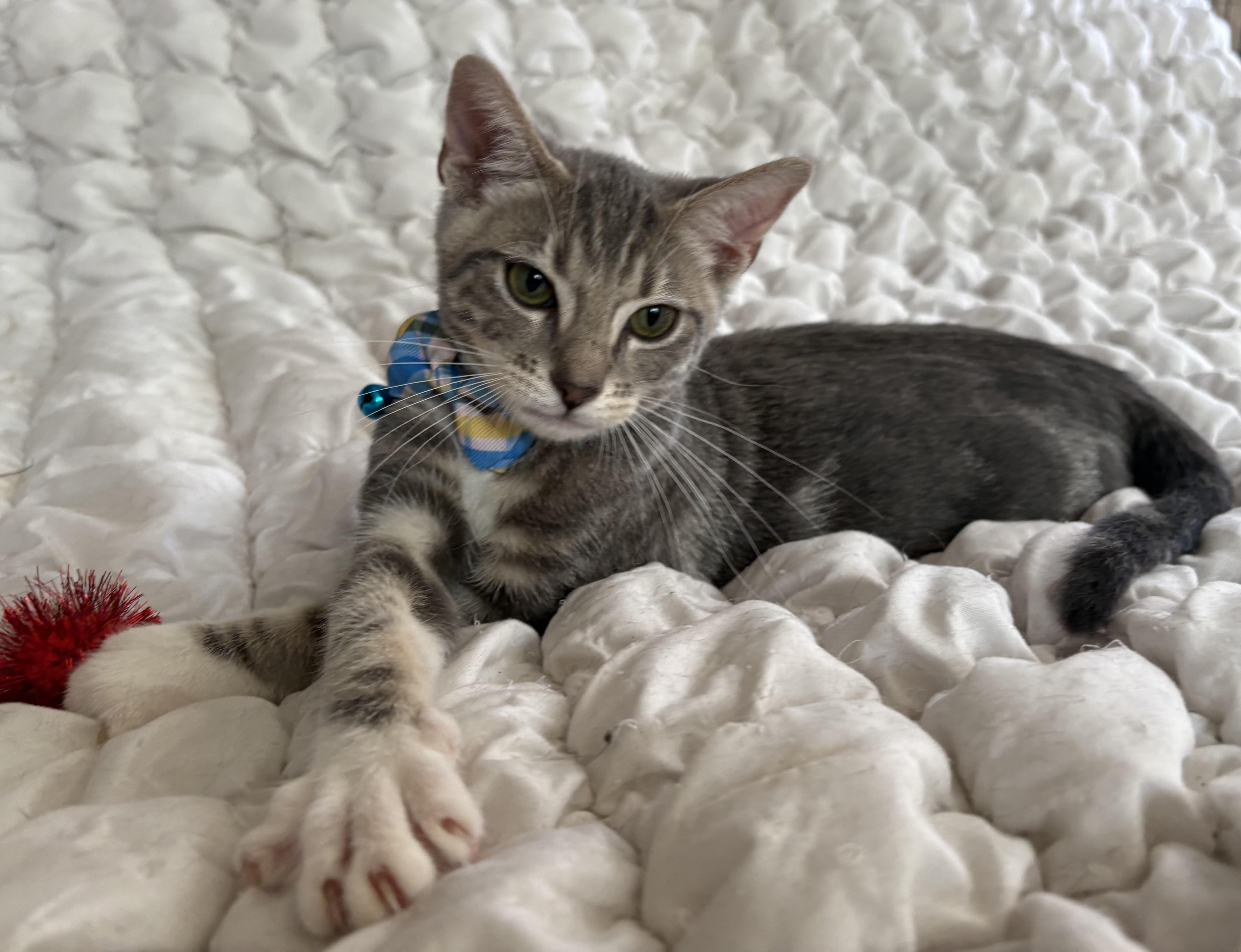 A baby small-sized male Tabby (Gray / Blue / Silver) Domestic Short Hair cat named Percy for adoption in Orange, CA